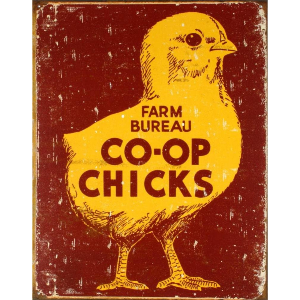 Co-op Chicks